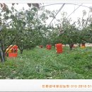 풍천대봉감농원 이미지