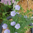 블루아라 이미지