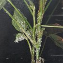 선녀농장 이미지