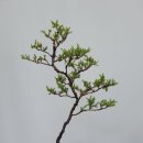 향나무로 이미지