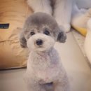 그레이스펫그루밍스튜디오 이미지