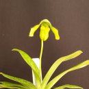 Paphiopedilum venustum fma measuresianum × sibling 이미지