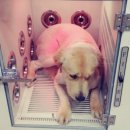 이츠펫 온양점 이미지