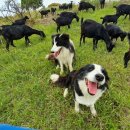 염소농장 이미지