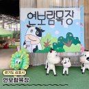 한태목장 | 김포 연보람목장 - 낙농체험 / 우유주기 / 젖소 젖짜기 / 피자 만들기