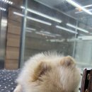 수원강아지분양 드림독 안심분양센터 수원점 이미지