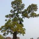 해미-비상-5 이미지