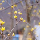 물오름달 이미지