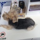 용성손짜장 | 구월이 오면☘️