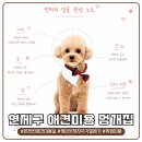 마주봄 애견미용실 | 온천천멍개집 신상 애견미용실 방문! 케어샷 모공케어부터 취향저격 얼굴 테디컷까지 대만족 후기