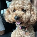 우쭈쭈플렉스 강아지 미용 이미지