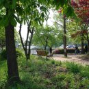 ♣..문산 통일공원 의 철쭉꽃 이미지