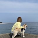 동해애견센터 이미지