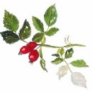 타샤의 숲속 이미지