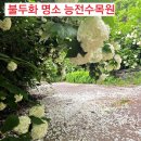 회귀 | 싶은 불두화명소 함안군 칠원 능전 수목원&amp;카페 퍼드포레 후기/불두화 작약꽃 독일붓꽃 개화상황 이용정보