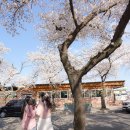 주정차단속-054 | 2025 경북 경주 대릉원 돌담길 벚꽃축제 만개시기 카페 슬랩트