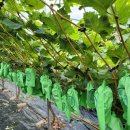 대간물농장 이미지