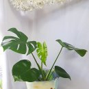 나바론종합상사