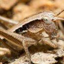 춘아농장 이미지