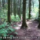 제주 밭담길을 아시나요 진빌레 밭담길 + 사려니숲길트레킹 이미지