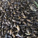 콩보리네 이미지