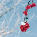 송이송이 이미지