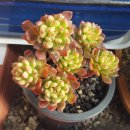 그린엘프 이미지