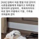 안녕강아지야 이미지