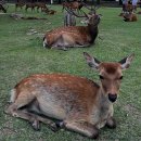 힐링나라 이미지