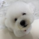 하나디앤피