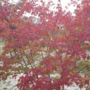 용인단풍숲캠핑장 이미지