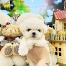 퍼피힐 강아지분양 이미지