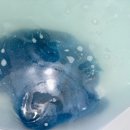 애견미용실 또이쁜댕 이미지