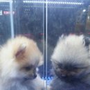 똥깡아지애견샵 이미지