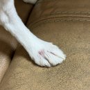 로고스 동물병원 이미지