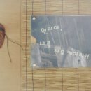 파랑새둥지