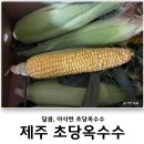 띠앗농장 | 띠앗농장ㅣ제주 초당옥수수 추천