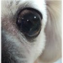 페트로동물의료원 이미지