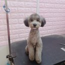 제로네 펫쌀롱 이미지