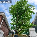 화단 | 은평구 단독주택 화단 전지 후기 : 감나무 전지 시기와 방법, 여름철 마당 관리 총정리