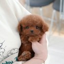 울산 강아지분양 미유펫 이미지