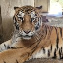 호랑이네 이미지