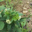 불로초등학교 체육관 이미지