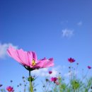 코스모스 이미지