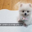 조양래동물병원 이미지