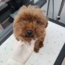 러블리 멍멍이 이미지