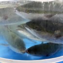 활어도매시장 이미지