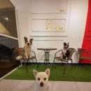 개맘대로 이미지