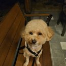 뭉구르밍 이미지