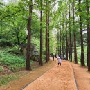 황토메타길 이미지